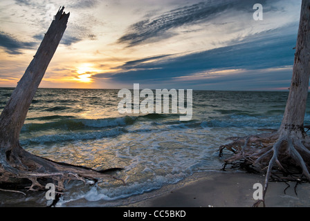 Tote Bäume am Strand bei Sonnenuntergang Lovers Key Stockfoto