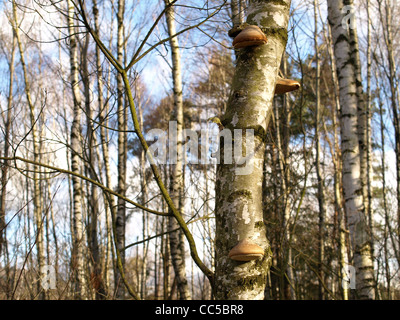 Birke Polypore, Birke Halterung, Rasiermesser Streichriemen / Piptoporus Betulinus / Birkenporling Stockfoto