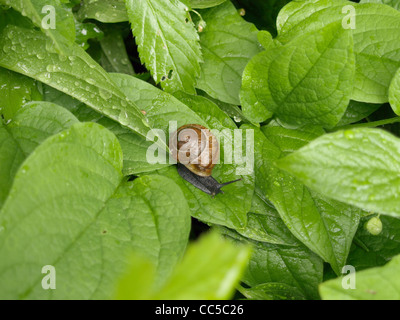 Arianta Arbustorum auf den Blättern / Gefleckte Schnirkelschnecke Auf Blätter Stockfoto