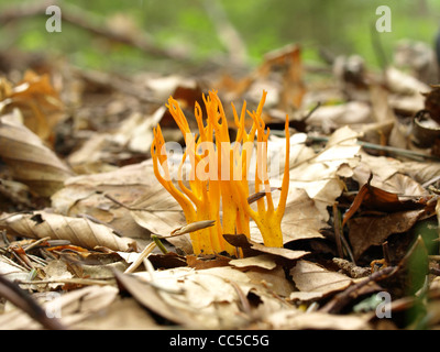 Stagshorn gelb / gelb Stag´s-Horn / Calocera Viscosa / Klebriger Hörnling Stockfoto