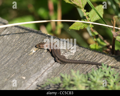 gemeinen Eidechse, lebendgebärend Eidechse / Lacerta Vivipara / Waldeidechse Stockfoto