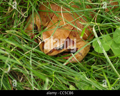 Springfrosch / Rana Dalmatina / Springfrosch Stockfoto