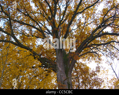 Eiche, Baum / Quercus Robur / Stiel-Eiche Stockfoto