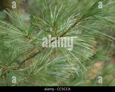 Weymouth-Kiefer / Pinus Strobus / Weymouth-Kiefer Stockfoto