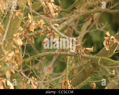 Eurasische Tree Sparrow auf eine englische Eiche / Passer Montanus, Quercus Robur / Feldsperling Auf Einer Stiel-Eiche Stockfoto