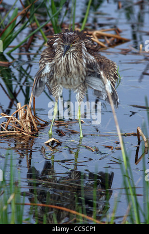 Schwarz-gekrönter Nachtreiher unreif Stockfoto