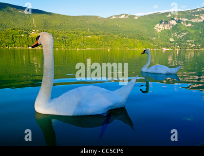 Paar weiße Schwäne schwimmen auf Lac Aiguebelette Avant zahlt Savoyard und Umgebung den französischen Alpen in Süd-Ost-Frankreich Stockfoto