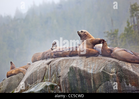 Steller Seelöwen (Eumetopias Jubatus, aka nördlichen Seelöwe) ruht auf einem Felsen entlang der Great Bear Rainforest an der britischen C Stockfoto