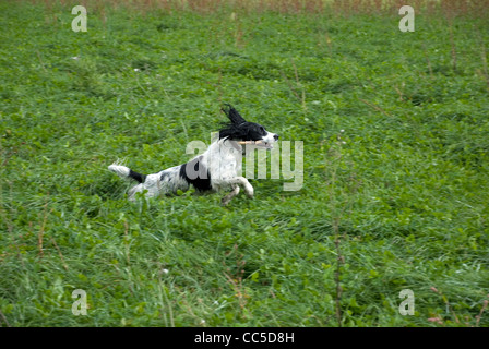 Englisch Springer Spaniel Hund durch die langen Rasen in einem Feld springen Stockfoto