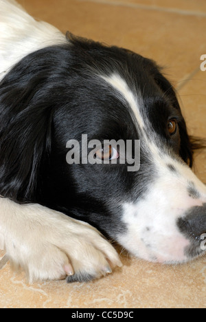 Englisch Springer Spaniel Hund auf einem gefliesten Boden liegend Stockfoto