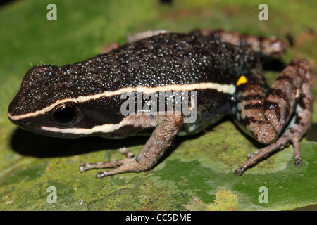 Ein Poison Dart Frog (Ameerega Hahneli) im peruanischen Amazonasgebiet Stockfoto