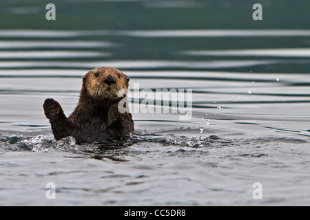 Sea Otter, Enhydra Lutris, gehört zur Familie Wiesel, fotografiert von der Westküste Nord Vancouver Island, British Co Stockfoto