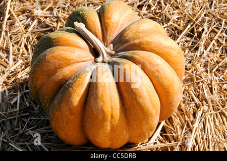 Kürbis auf dem Display Stockfoto