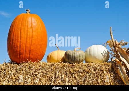 Kürbisse auf dem Display Stockfoto