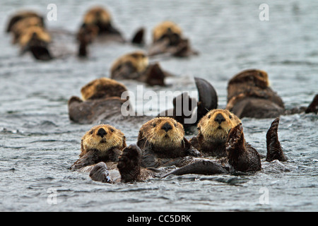 Sea Otter, Enhydra Lutris, gehört zur Familie Wiesel, fotografiert von der Westküste von Nord Vancouver Island, BC Stockfoto