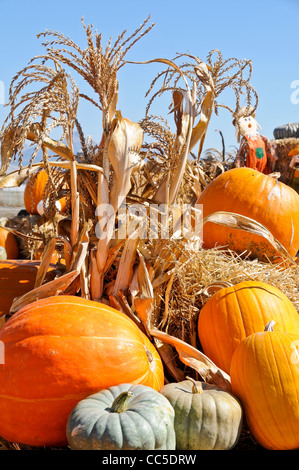 Kürbisse auf dem Display Stockfoto