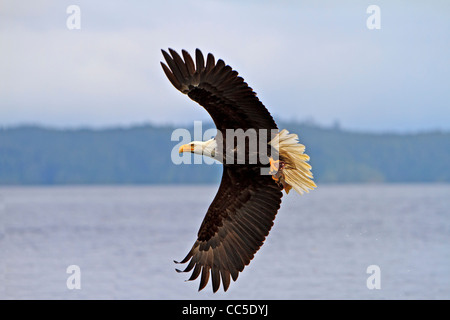 Adler im Flug mit einem frisch gefangenen Rock Fisch in seinen starken Krallen, Pazifischen Ozean vor der Küste von British Columbia, Kanada. Stockfoto