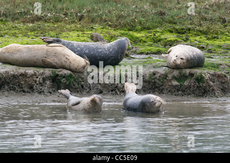 Fünf Seehunde (Phoca Vitulina) faulenzen entlang der Wasserkante am Elkhorn Slough, Monterey County, Kalifornien. Stockfoto