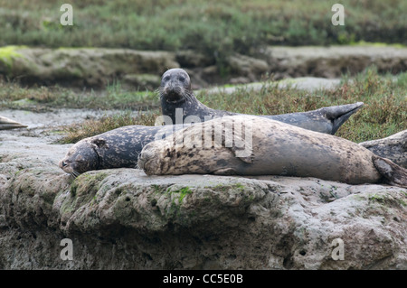 Drei Seehunde (Phoca Vitulina) faulenzen am Rande einer kleinen Klippe am Elkhorn Slough, Monterey County, Kalifornien. Stockfoto