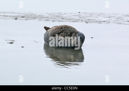 Eine Hafen-Dichtung (Phoca Vitulina) faulenzen in den Gezeiten Schlamm am Elkhorn Slough, Monterey County, Kalifornien. Stockfoto