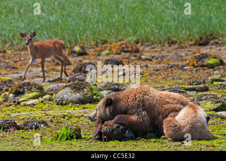 Weibliche Küsten Grizzlybär säen mit Cub ruht und ein Reh vorbei an einem sonnigen Tag entlang der Küste von British Columbia, Canad Stockfoto