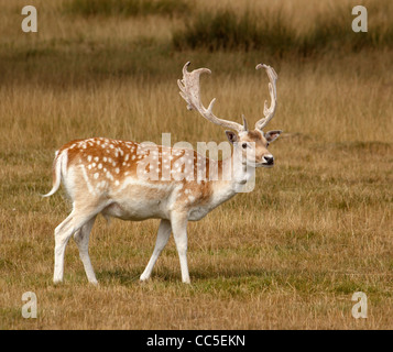 Damwild (Dama Dama) Hirsch, Bradgate Park, Leicestershire, England, Großbritannien Stockfoto