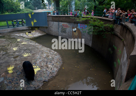 Personen an einem asiatischen Schwarzbären, Zoo von Peking, China Stockfoto