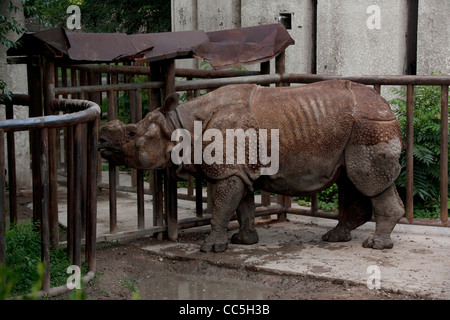 Panzernashorn, Peking Zoo Stockfoto