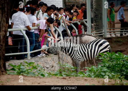 Menschen auf der Suche bei Zebra, Zoo von Peking, China Stockfoto