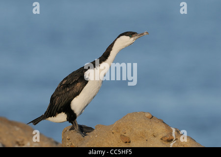 Black-faced Kormoran Phalacrocorax Fuscescens fotografiert in Tasmanien, Australien Stockfoto