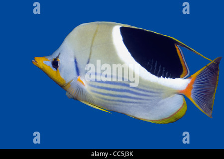 Gesattelte Butterflyfish (Chaetodontidae Ephippium). Stockfoto