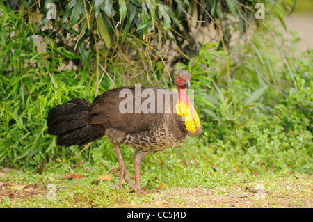 Australische Pinsel-Türkei Alectura Lathami männlich in der Zucht Gefieder fotografiert in Queensland, Australien Stockfoto