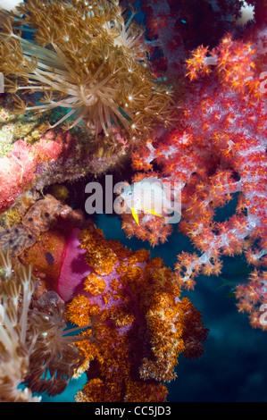 Goldener Riffbarsch (Amblyglyphidodon Aureus) juvenile mit Weichkorallen. Andamanensee, Thailand. Stockfoto