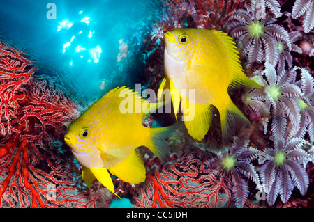 Goldene Jungfrauen (Amblyglyphidodon Aureus) mit Korallen. Stockfoto