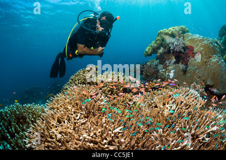 Männlichen Taucher beobachten Lyretail Anthias und blau-grüne Chromis am Korallenriff Stockfoto