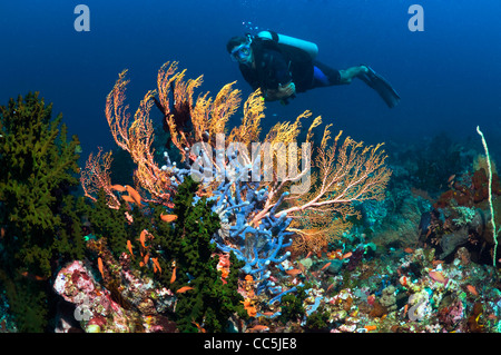 Gorgonien mit Taucher am Korallenriff. Indonesien. Stockfoto