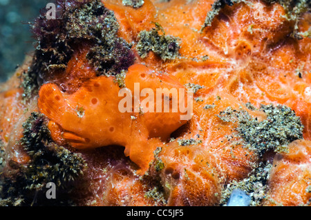 Juvenile gemalten Anglerfisch thront auf roter Schwamm. Rinca, Komodo National Park, Indonesien. Stockfoto