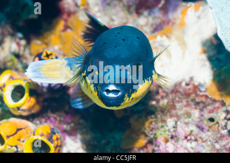 Blackspotted Kugelfisch (Arothron Nigropunctatus). Raja Ampat, Indonesien. Stockfoto