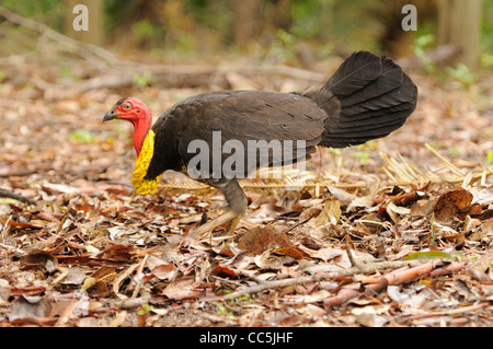 Australische Pinsel-Türkei Alectura Lathami männlich in der Zucht Gefieder fotografiert in Queensland, Australien Stockfoto