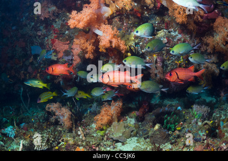 Bigscale Soldatenfische und Philippine Chromis mit Weichkorallen am Riff Stockfoto