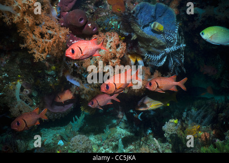 Bigscale Soldatenfische mit Weichkorallen am Korallenriff. Rinca, Komodo National Park, Indonesien Stockfoto