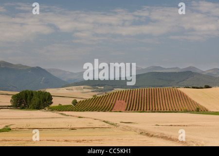 Weinberg in der Nähe von San Millán De La Cogolla, La Rioja, Spanien Stockfoto