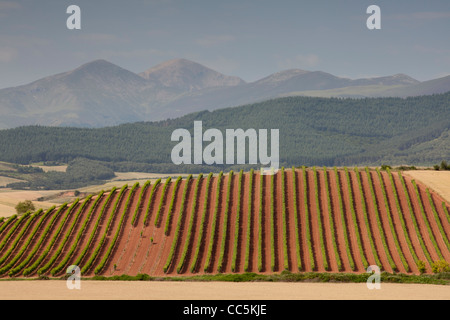 Weinberg in der Nähe von San Millán De La Cogolla, La Rioja, Spanien Stockfoto