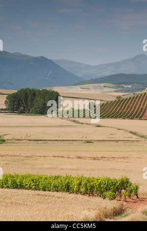 Weinberg in der Nähe von San Millán De La Cogolla, La Rioja, Spanien Stockfoto