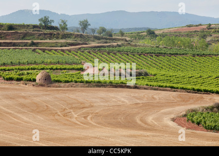 Weinberg in der Nähe von San Millán De La Cogolla, La Rioja, Spanien Stockfoto