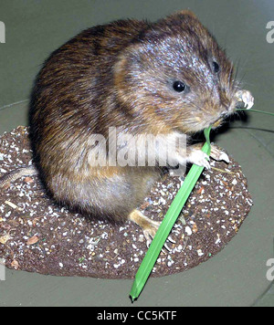 Wasser-Wühlmaus Arvicola Terrestris (gefüllt) in Bristol Museum, Bristol, England. Stockfoto