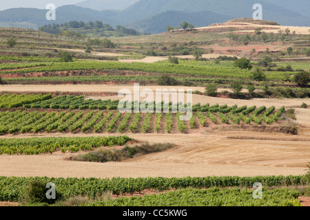 Weinberg in der Nähe von San Millán De La Cogolla, La Rioja, Spanien Stockfoto