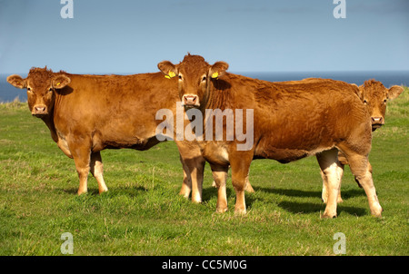 Limousin-Rinder weiden in küstennahen Weide auf der Ostküste Schottlands. Stockfoto