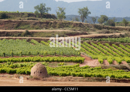 Weinberg in der Nähe von San Millán De La Cogolla, La Rioja, Spanien Stockfoto