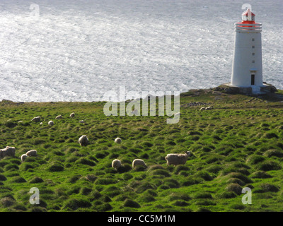 Schafe weiden in den Vordergrund und einem kleinen isländischen Leuchtturm im Hintergrund. Hvammstangi, Vatnsnes Halbinsel, im Norden Islands. Stockfoto